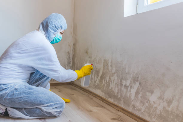 Licensed Mold Inspection service in Owings Mills, MD - WQB Mold Removal